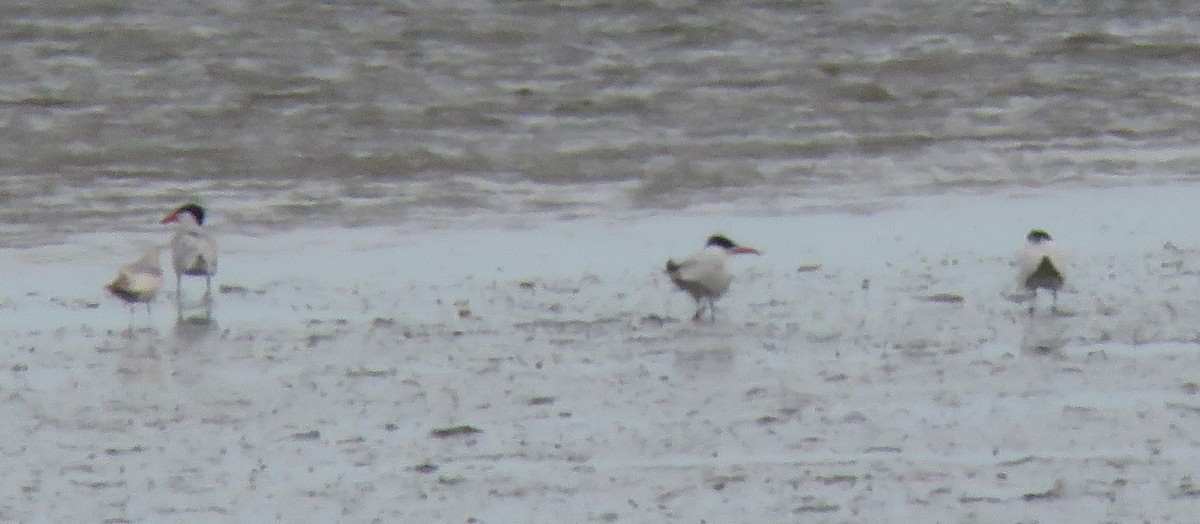 Caspian Tern - ML620383625