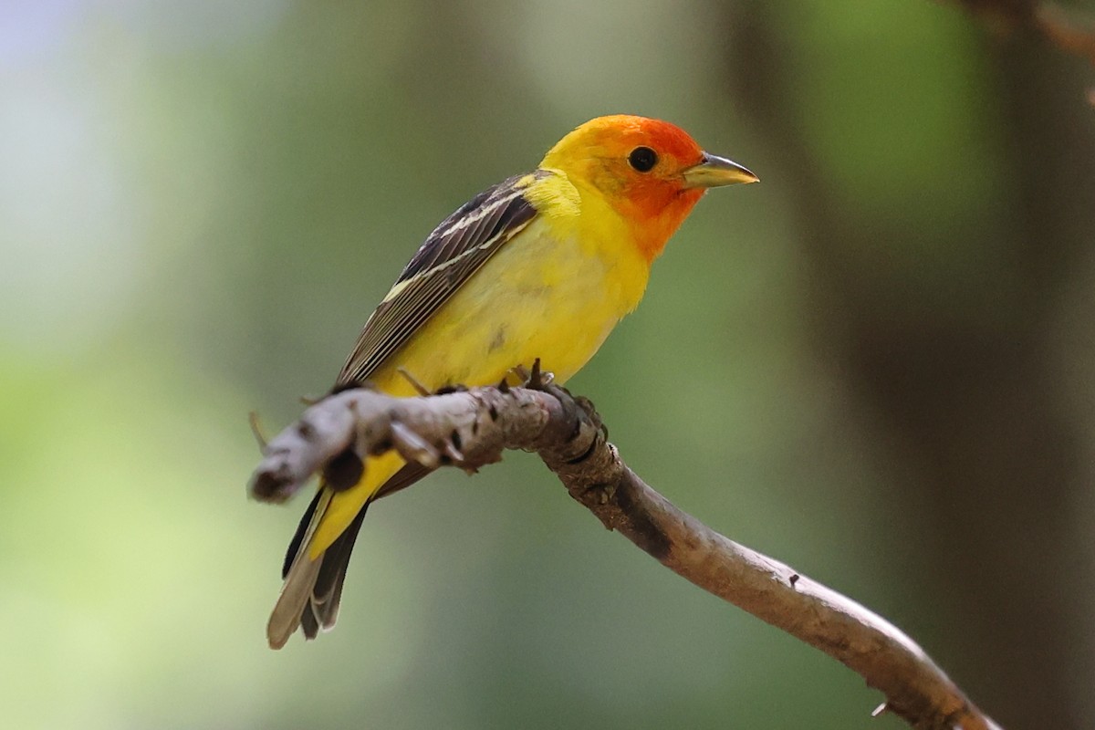 Western Tanager - ML620383630