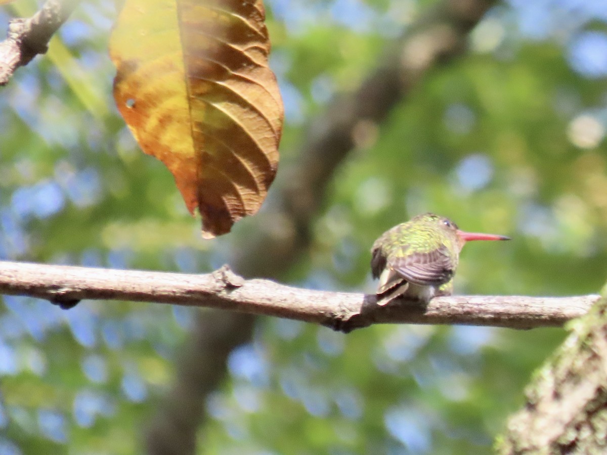 Gilded Hummingbird - ML620383636