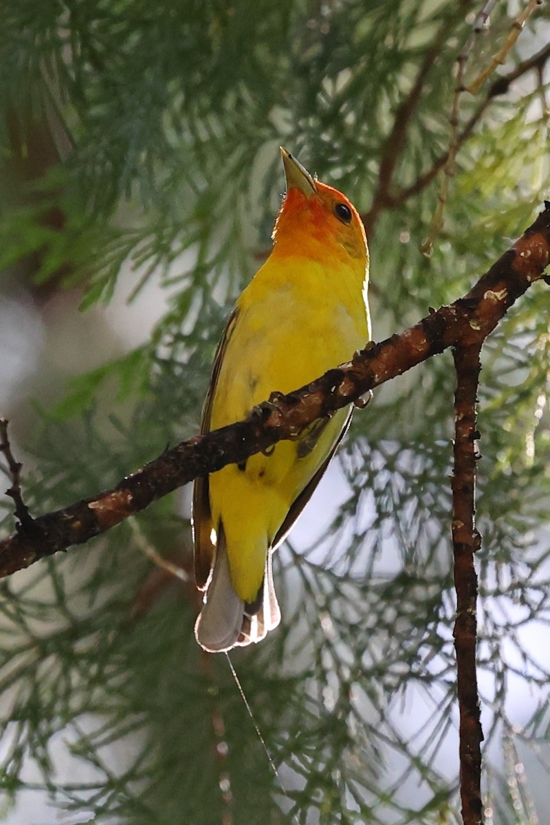 Western Tanager - ML620383637