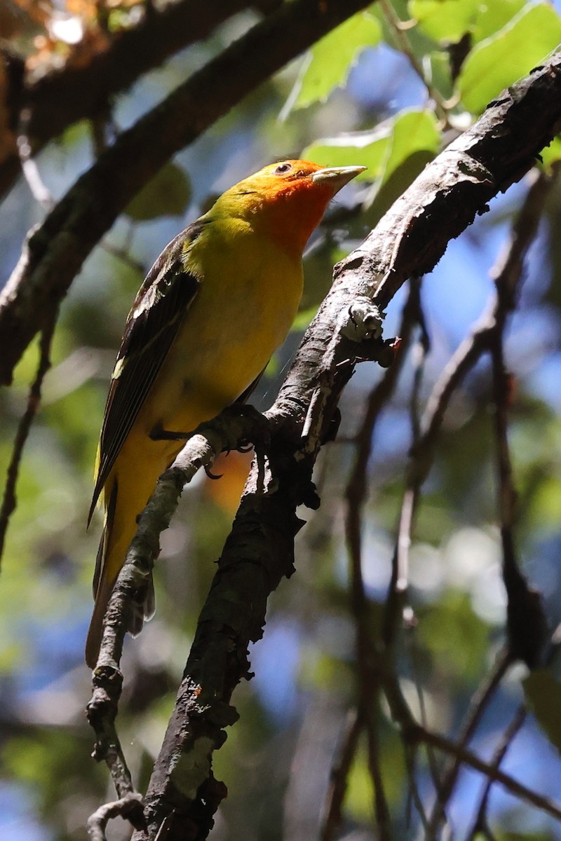 Western Tanager - ML620383643