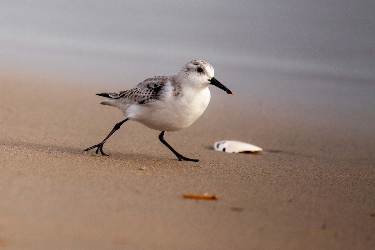 Bécasseau sanderling - ML620383644