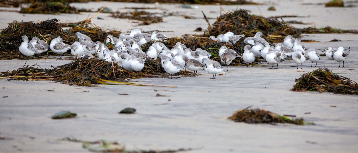 Bécasseau sanderling - ML620383647