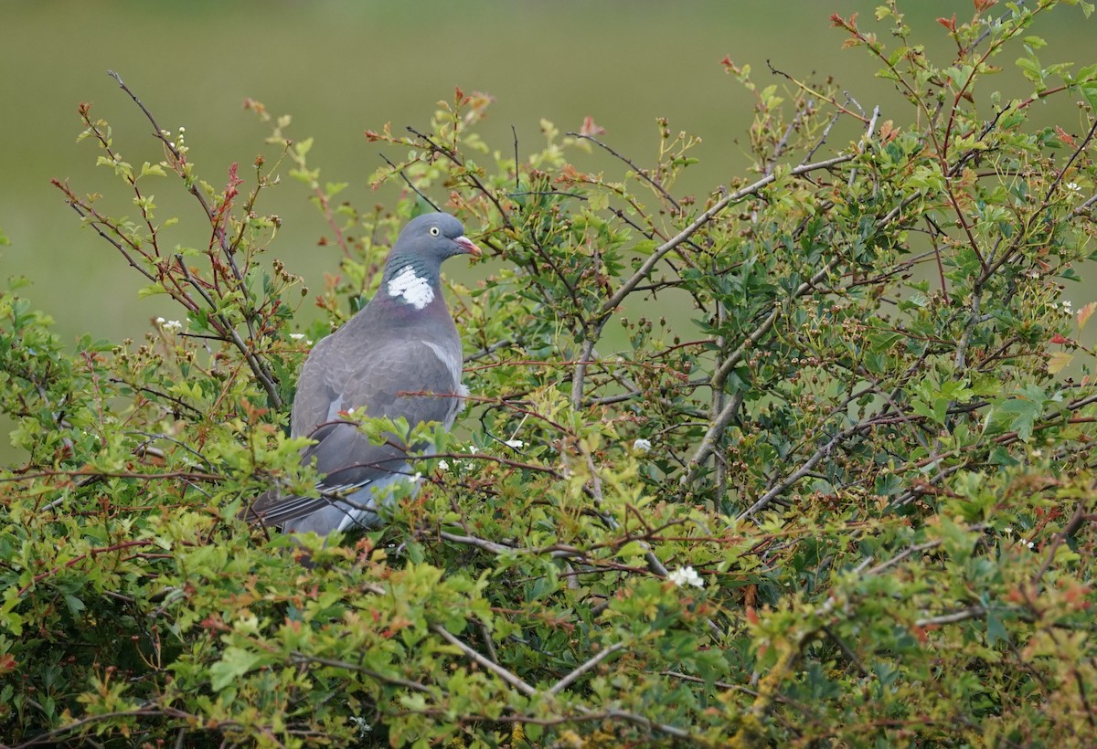 Common Wood-Pigeon (White-necked) - ML620383648