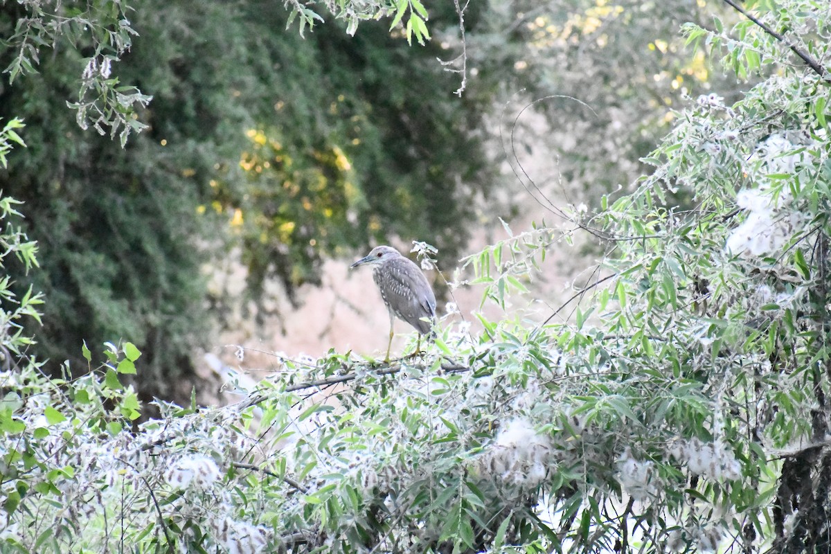 Black-crowned Night Heron - ML620383656