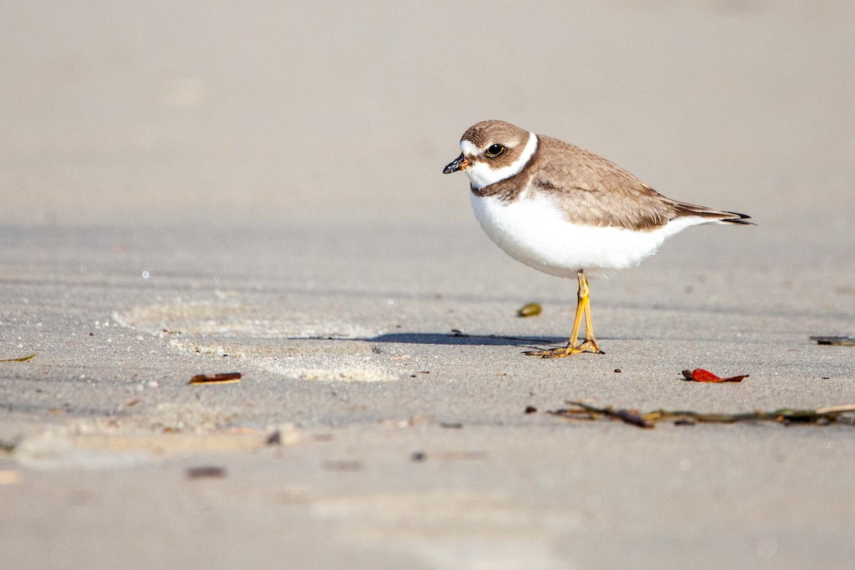 Semipalmated Plover - ML620383657