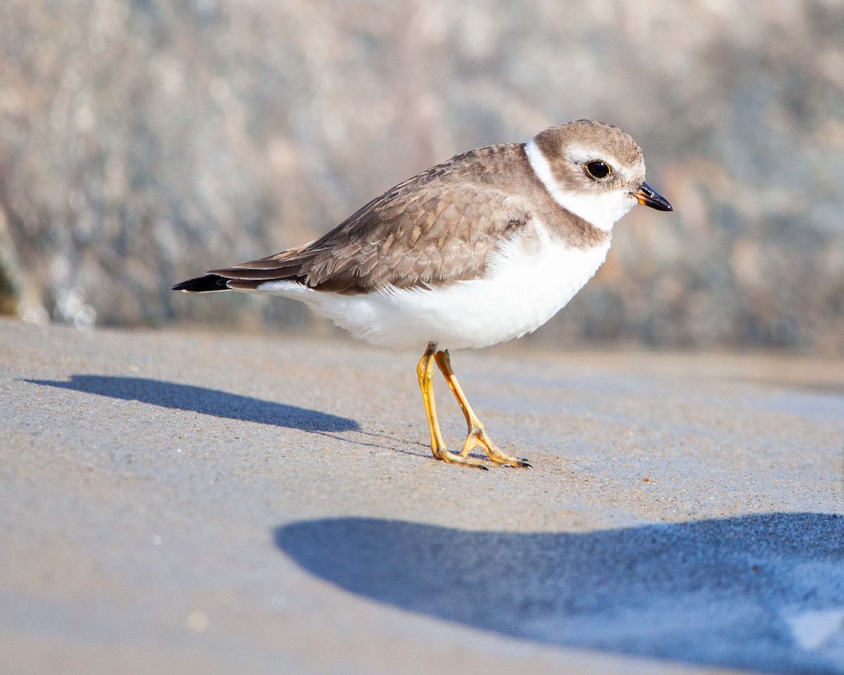 Semipalmated Plover - ML620383658