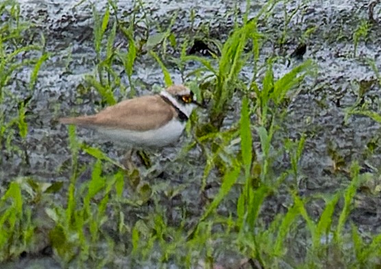 Little Ringed Plover - ML620383662