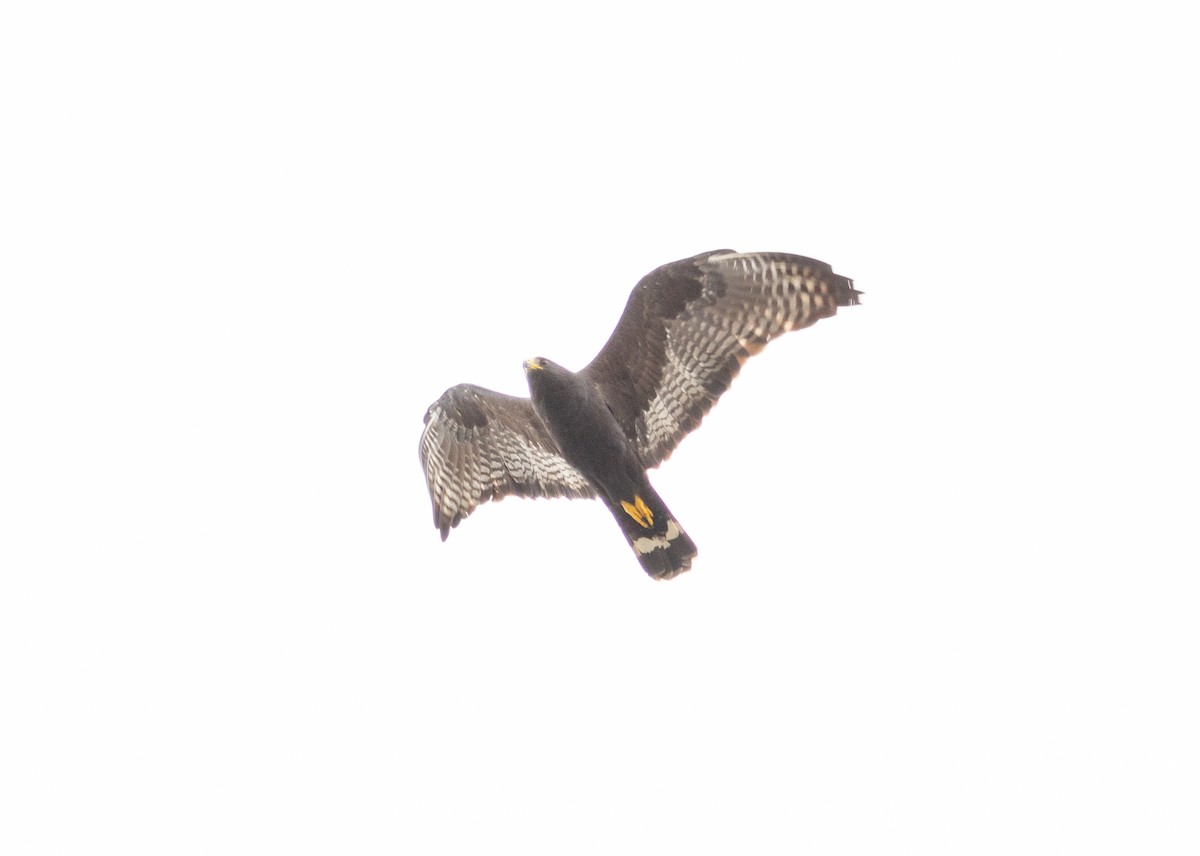 Zone-tailed Hawk - ML620383668