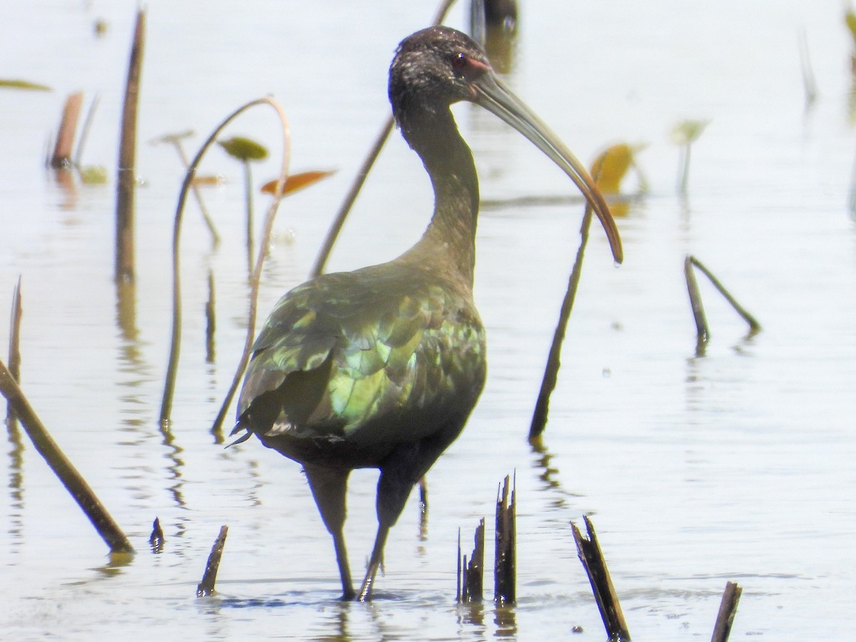 Glossy/White-faced Ibis - Anonymous