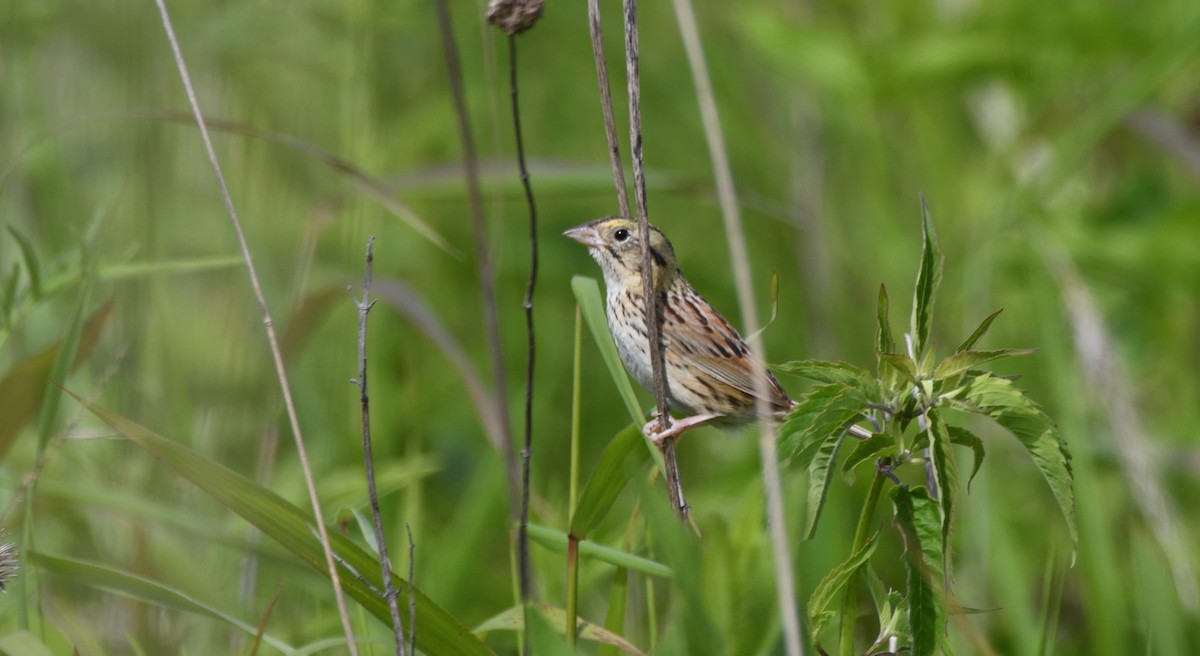 Henslow's Sparrow - ML620383711