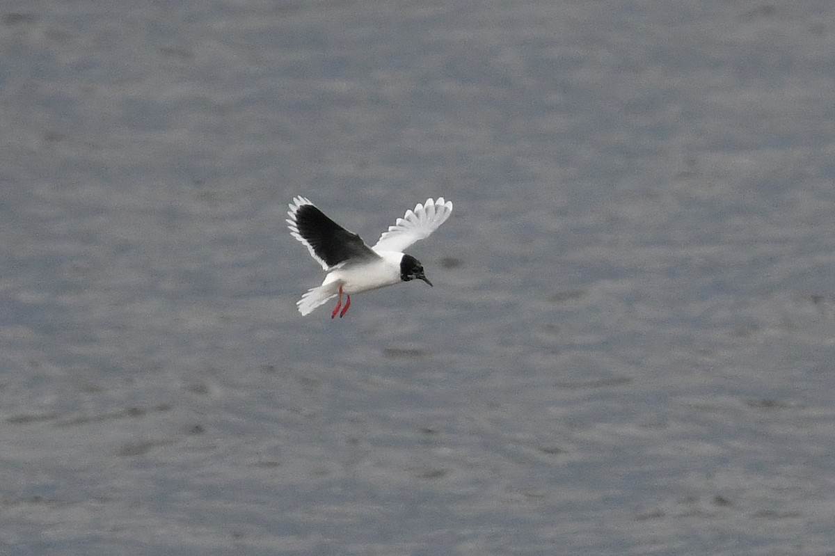 Mouette pygmée - ML620383716