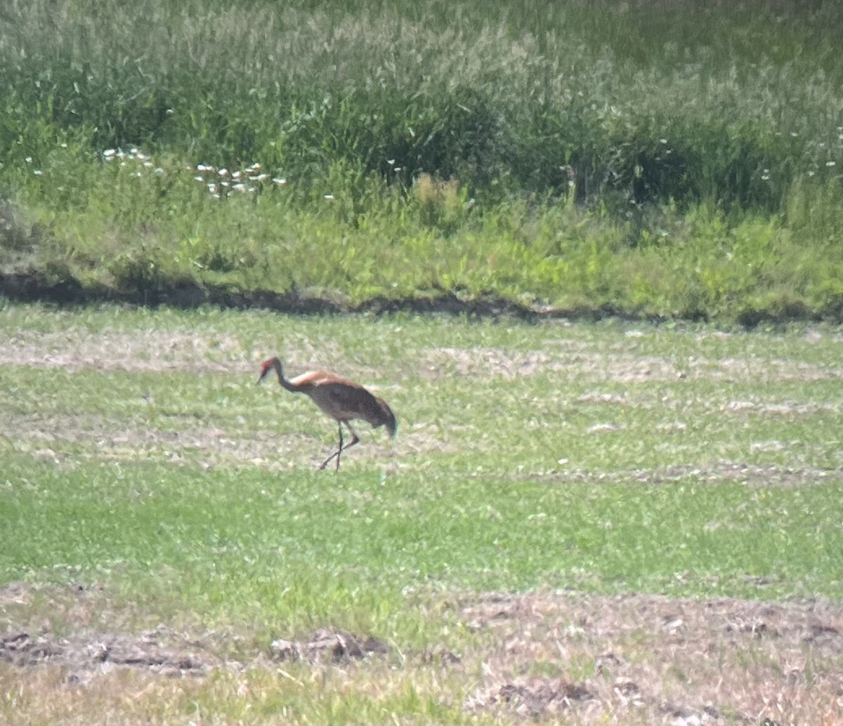 Sandhill Crane - ML620383720