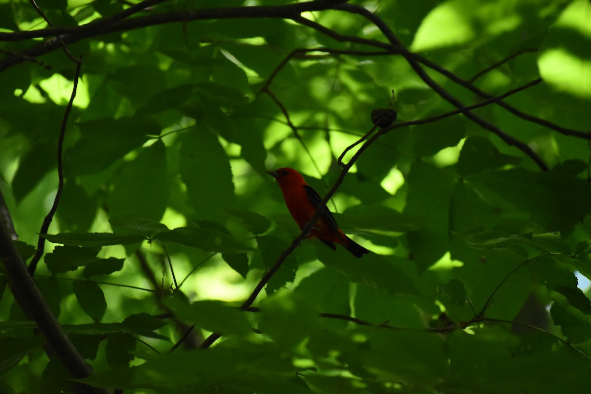 Scarlet Tanager - ML620383724