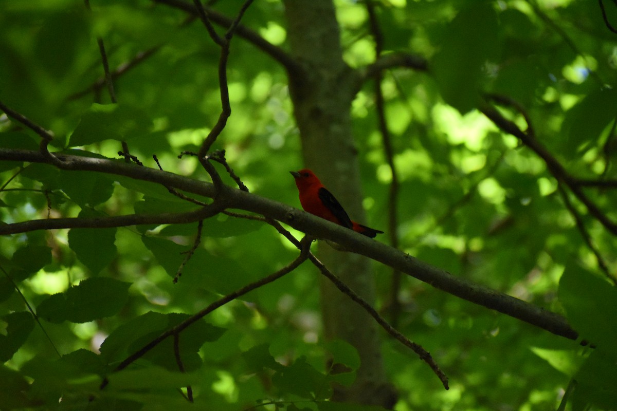 Scarlet Tanager - ML620383725