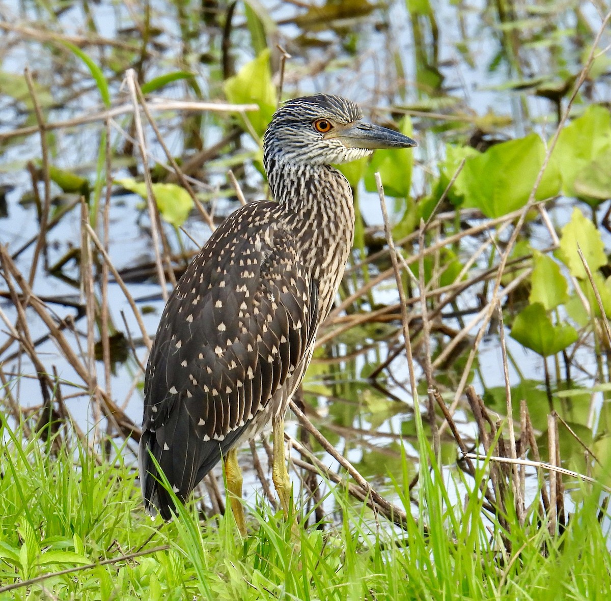 Yellow-crowned Night Heron - ML620383729