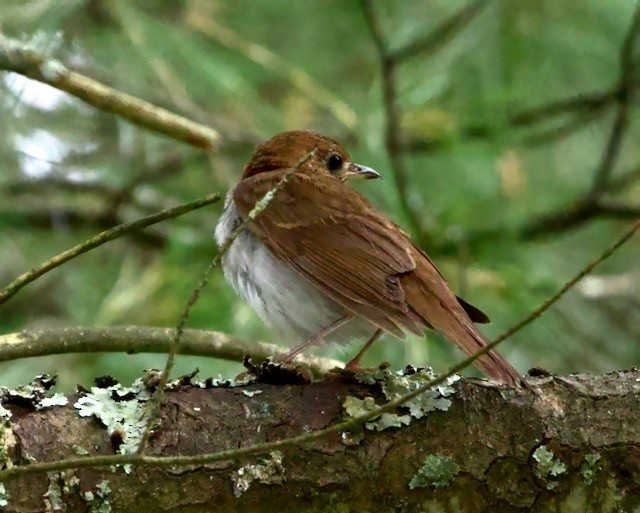 Veery - Theodore  Anderson