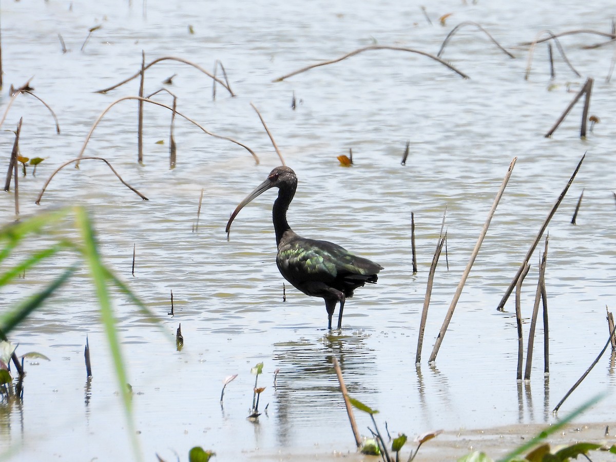 Glossy/White-faced Ibis - Anonymous