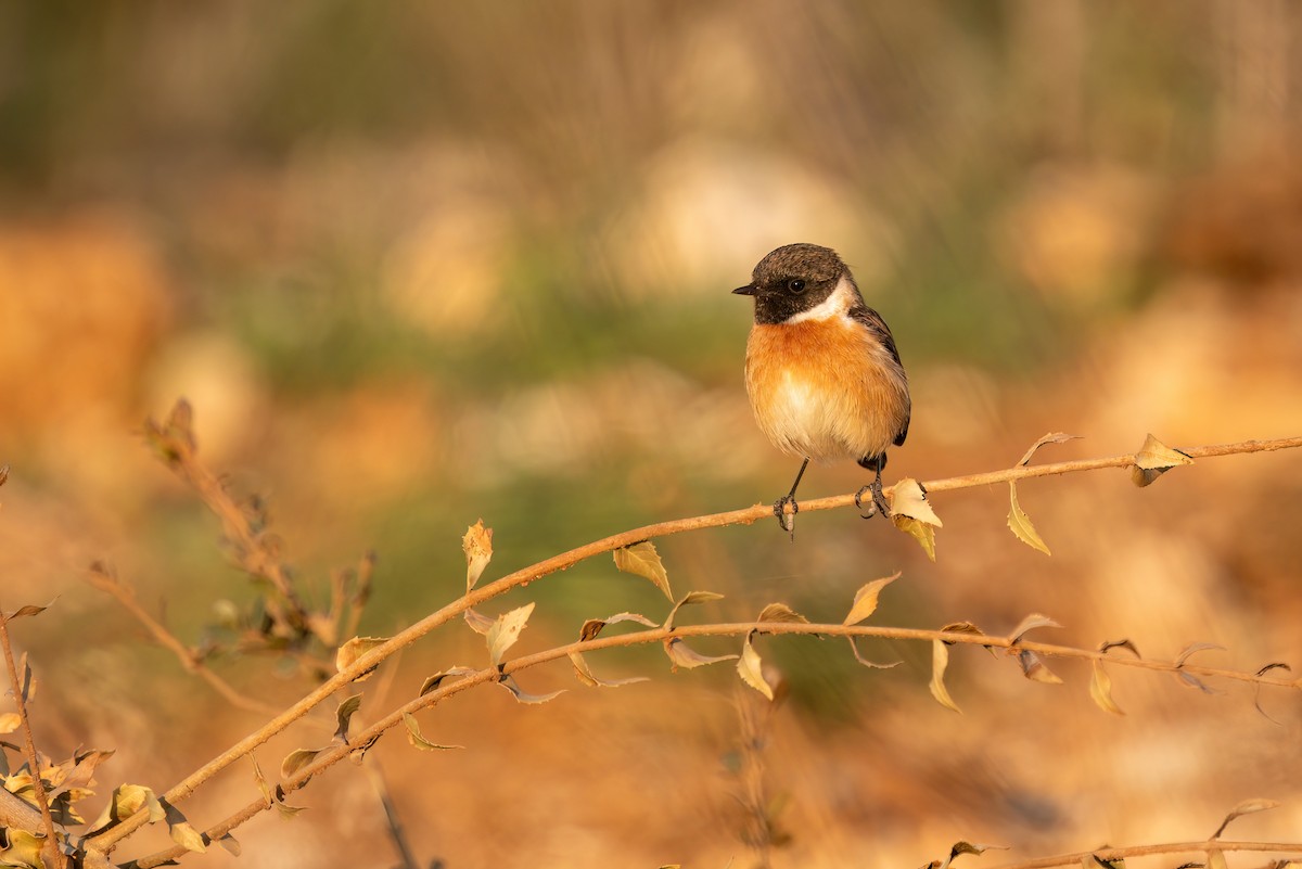 European Stonechat - ML620383740