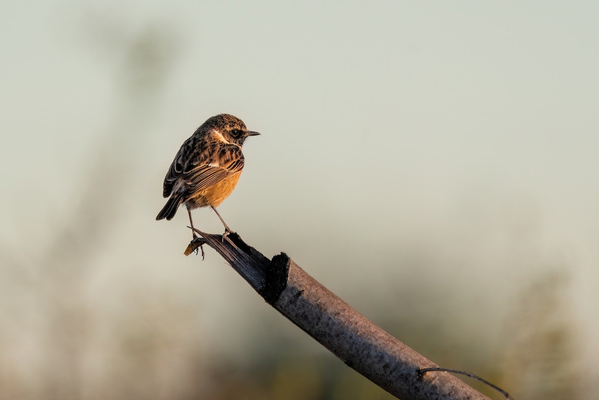 European Stonechat - ML620383741