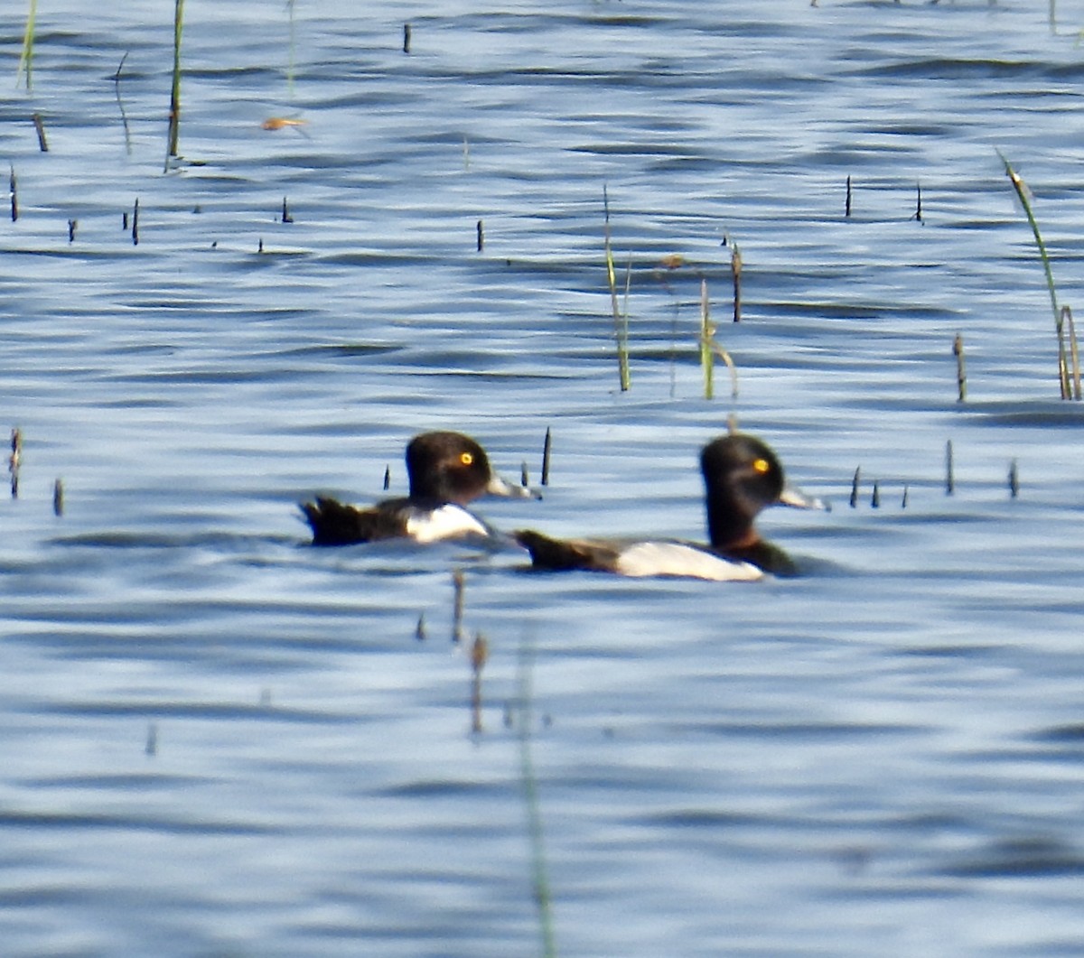 Ring-necked Duck - ML620383758