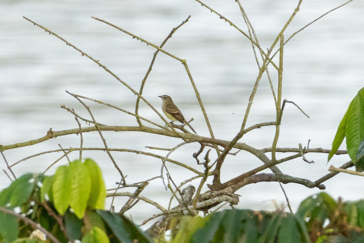 Northern/Southern Mouse-colored Tyrannulet - ML620383759