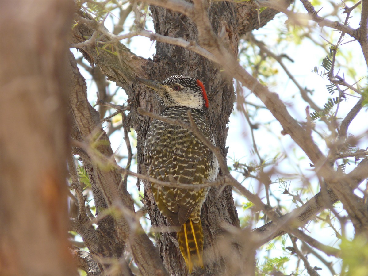 Golden-tailed Woodpecker - ML620383761