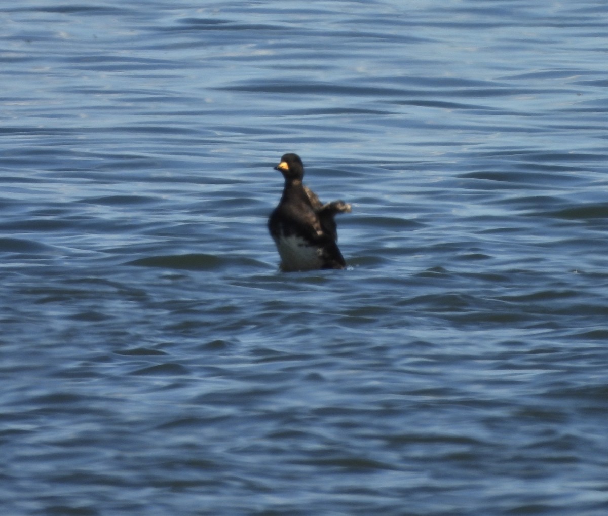 Black Scoter - ML620383766