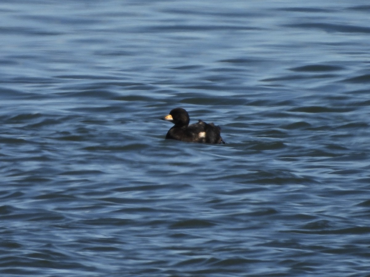 Black Scoter - ML620383767