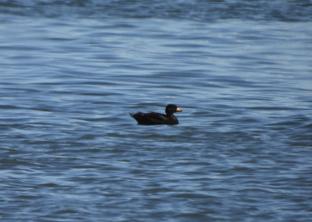 Black Scoter - ML620383768