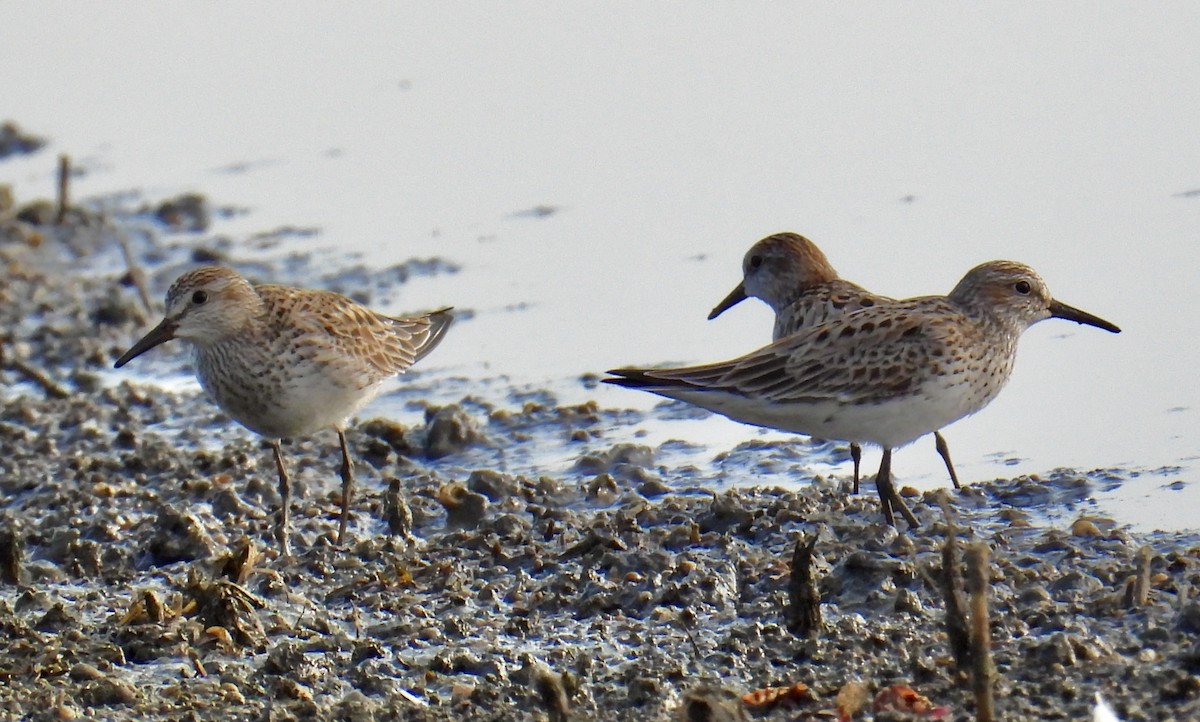 White-rumped Sandpiper - ML620383769