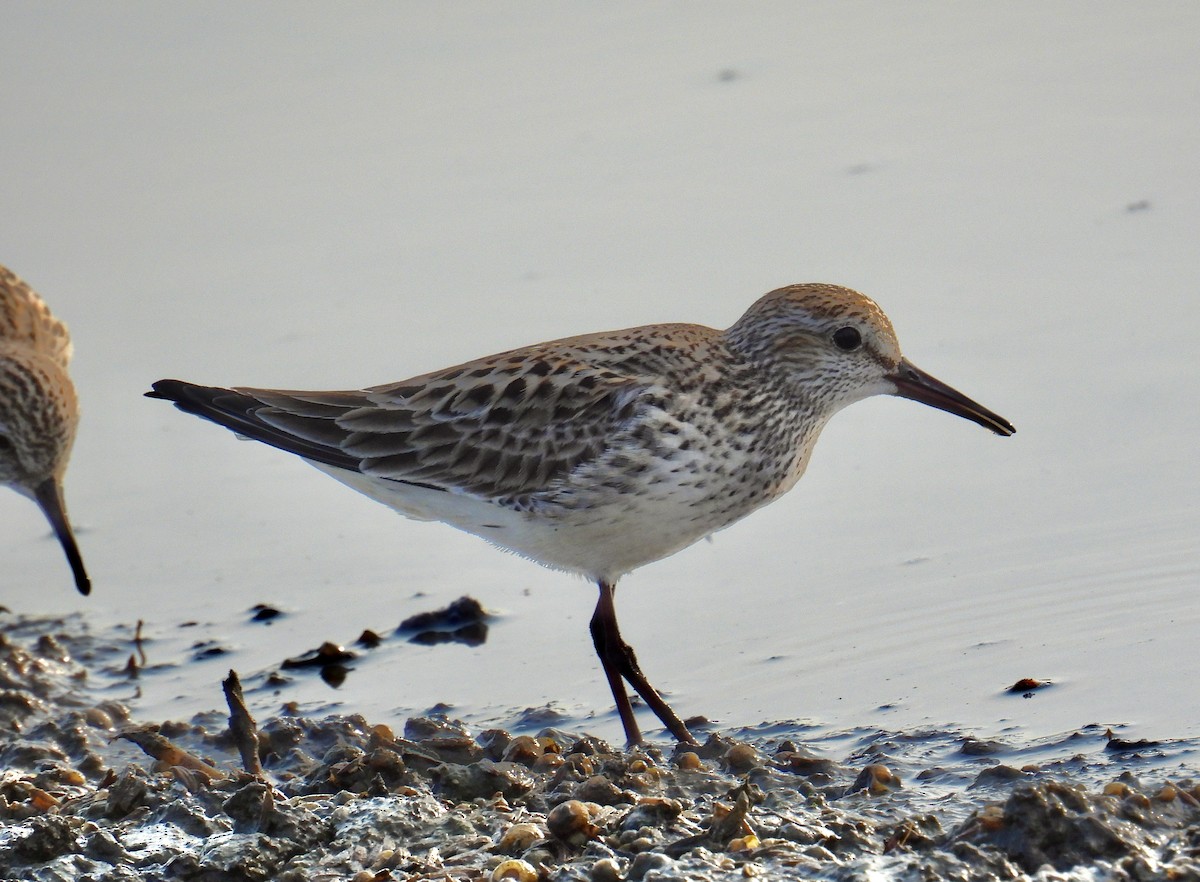 White-rumped Sandpiper - ML620383770