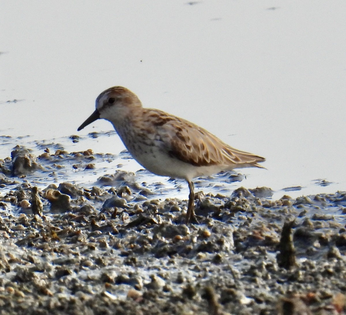 Semipalmated Sandpiper - ML620383781