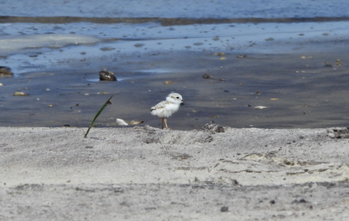 Piping Plover - ML620383783