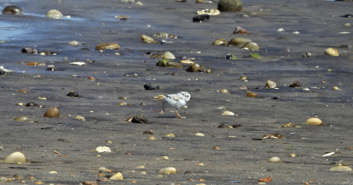 Piping Plover - ML620383784