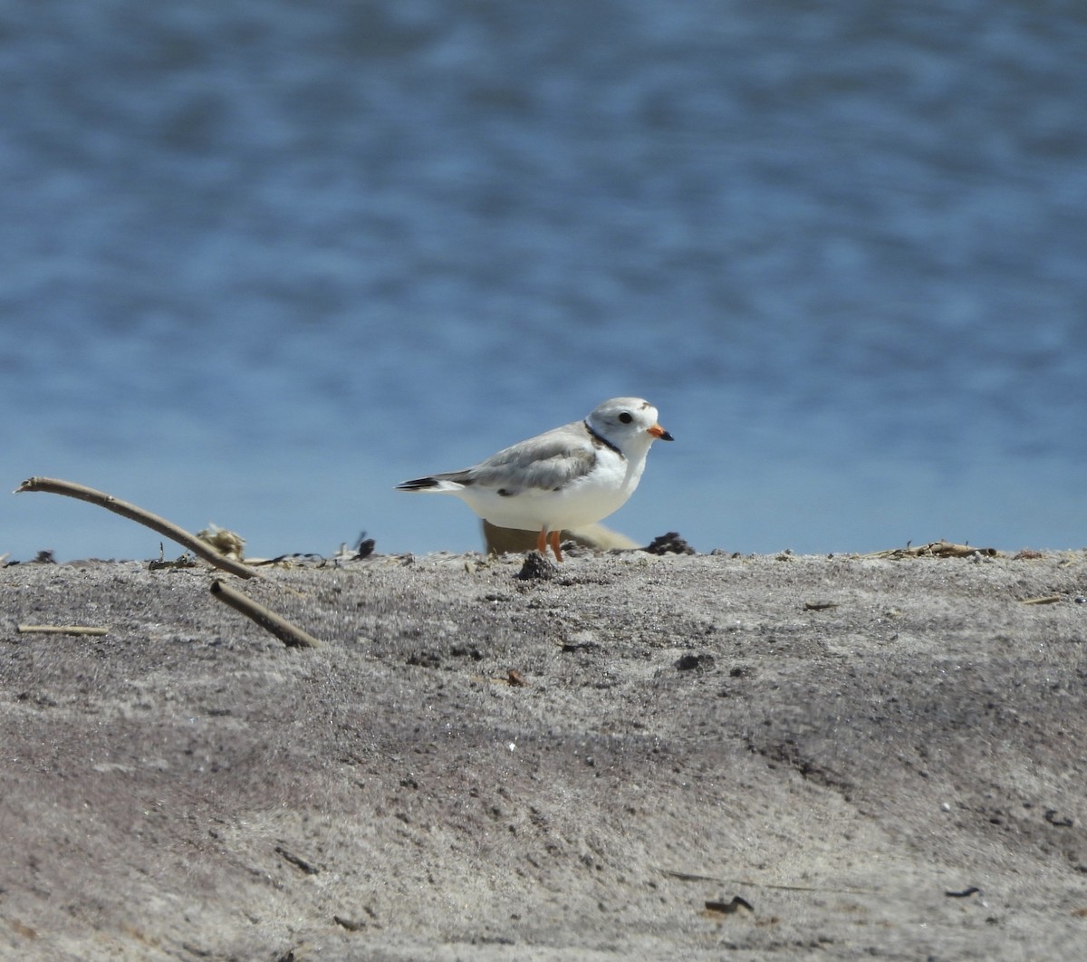 Piping Plover - ML620383785