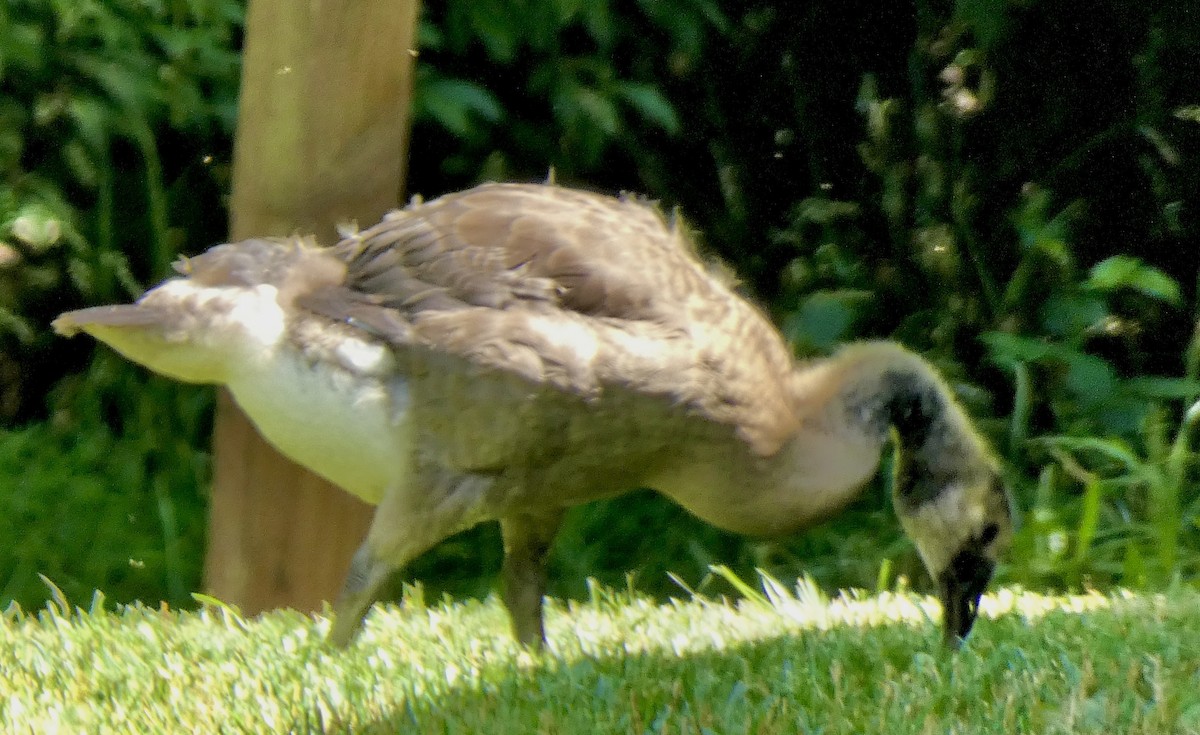 Canada Goose - ML620383794