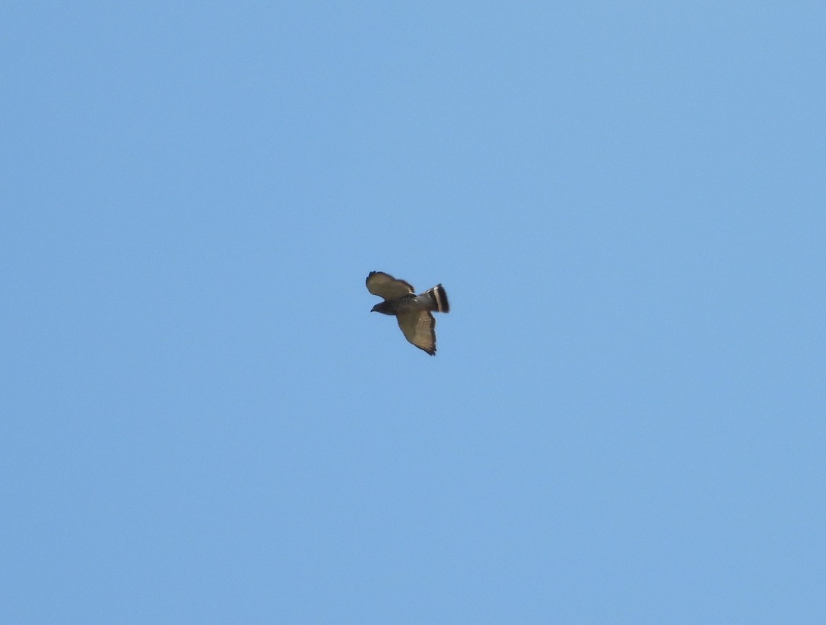 Broad-winged Hawk - ML620383811