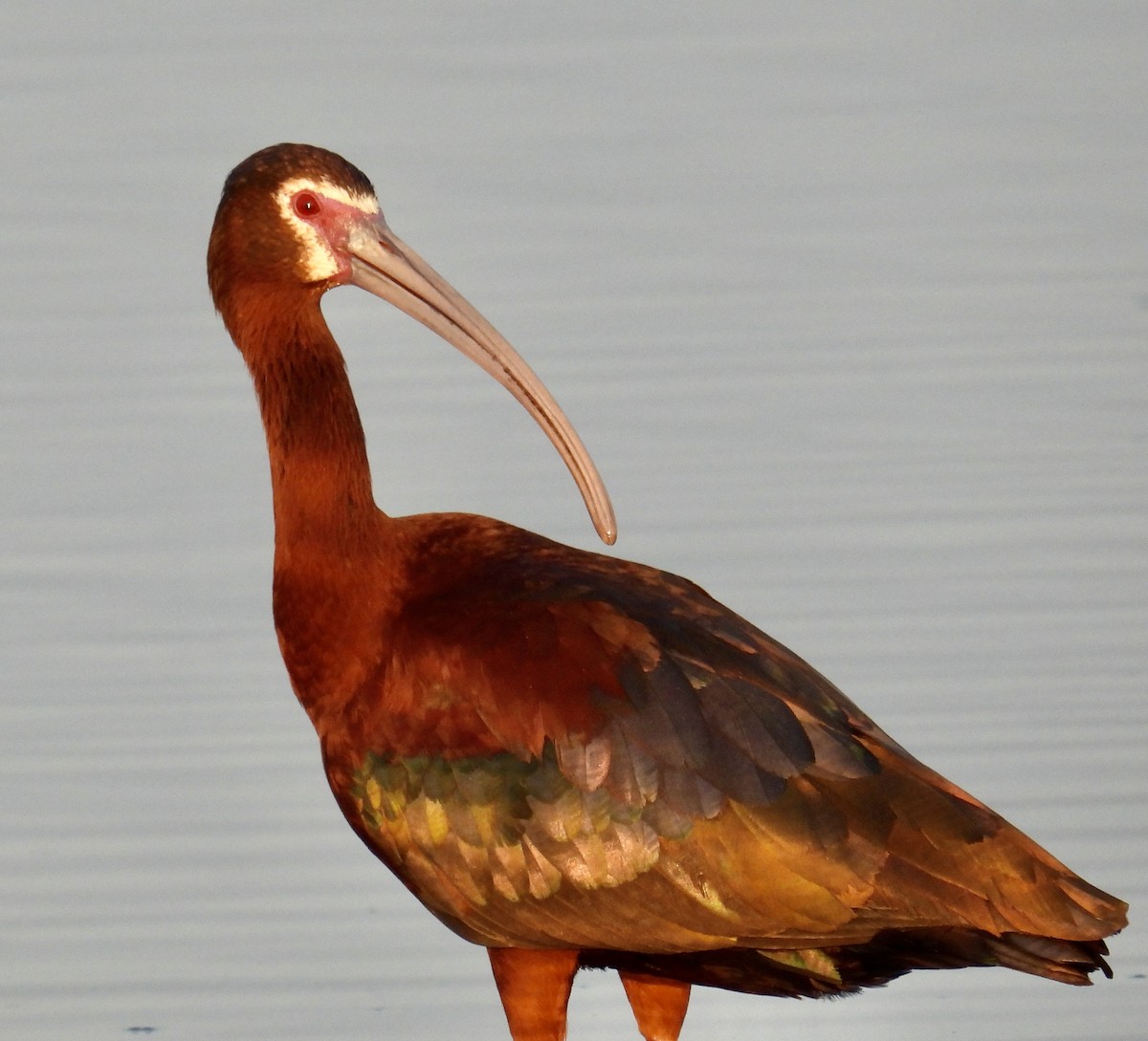 White-faced Ibis - ML620383821