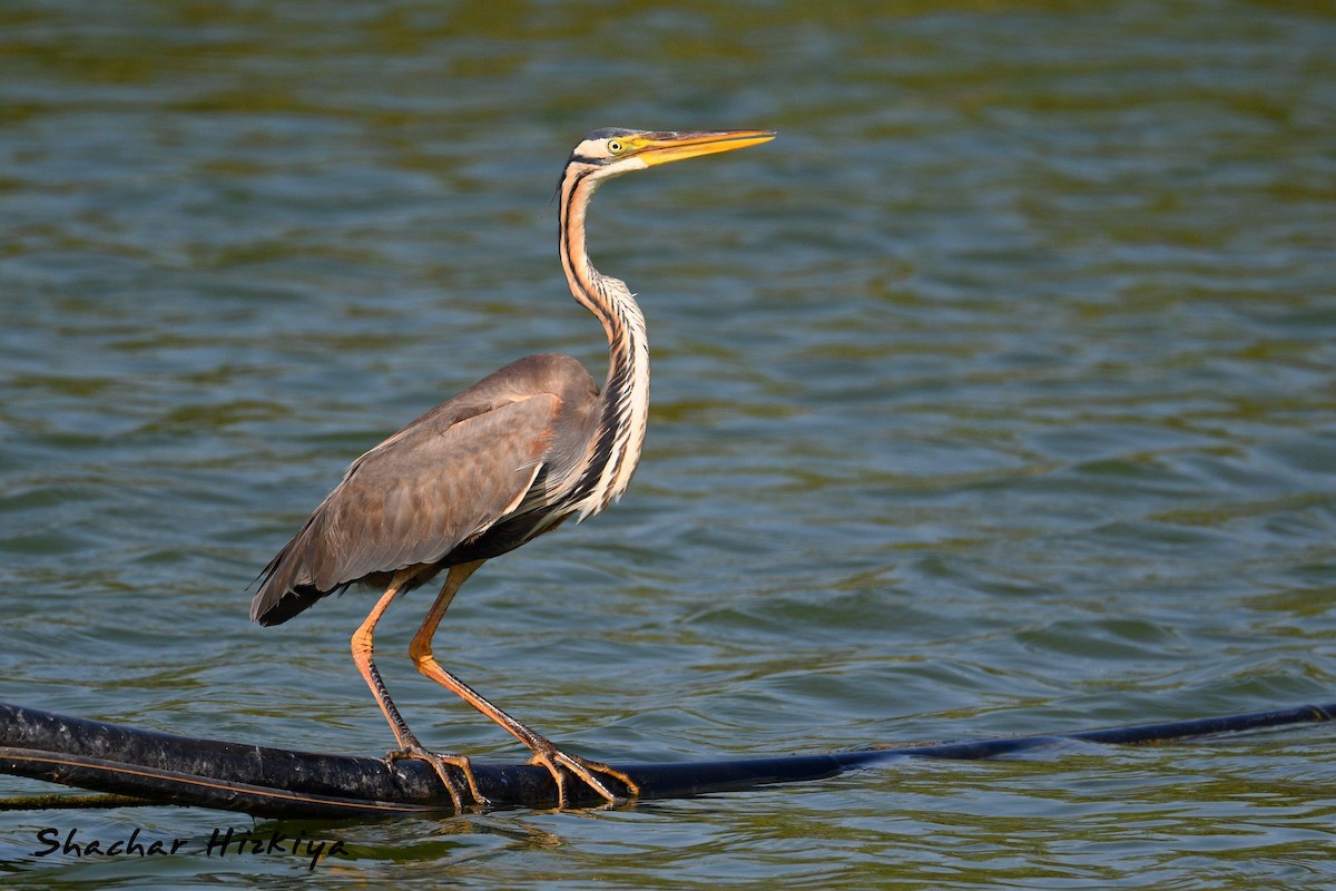 Purple Heron (Purple) - ML620383826