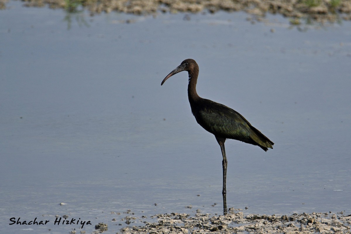 Glossy Ibis - ML620383831