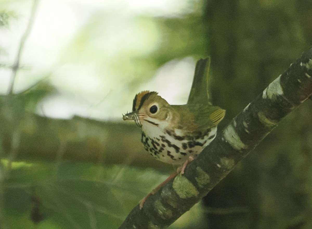 Ovenbird - ML620383839