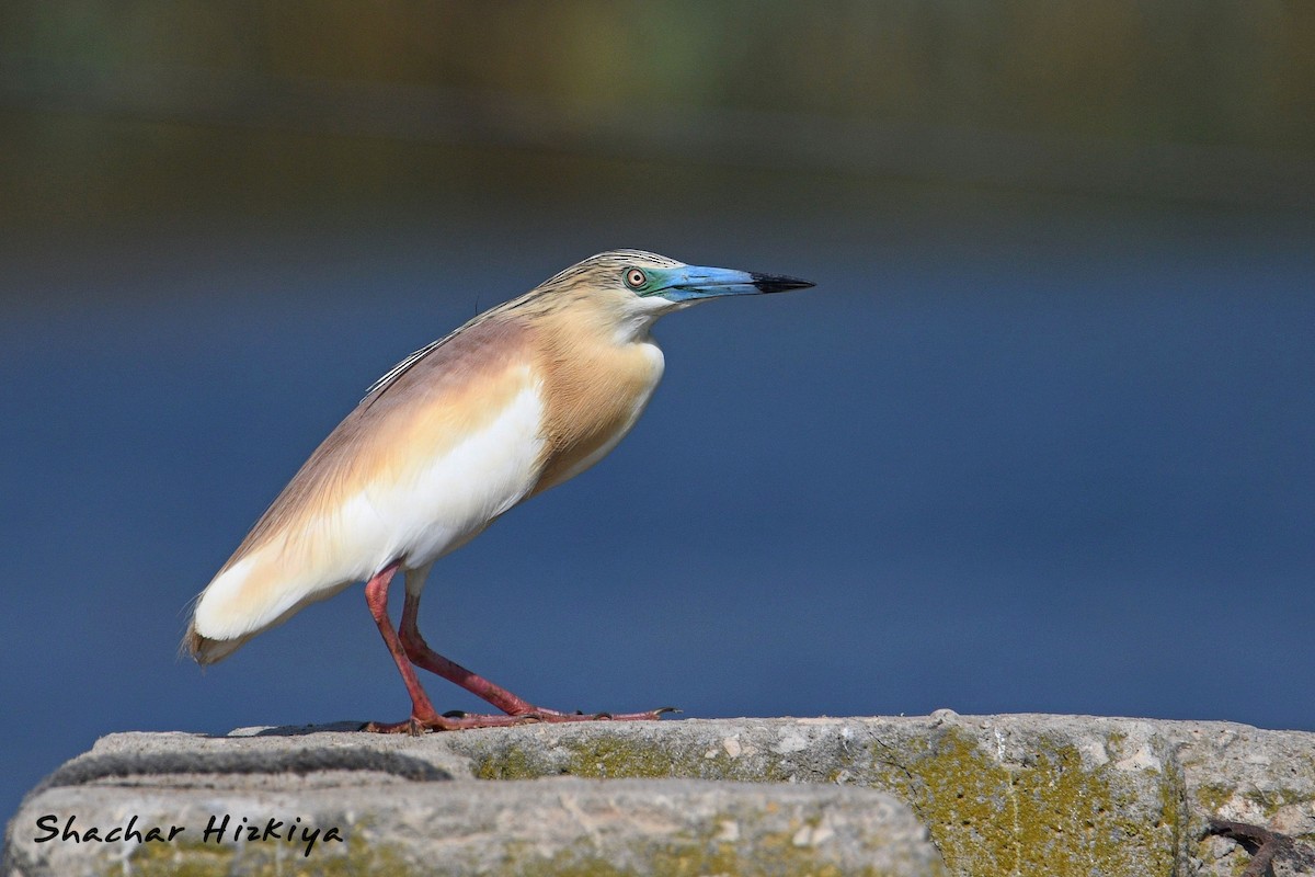 Squacco Heron - ML620383846
