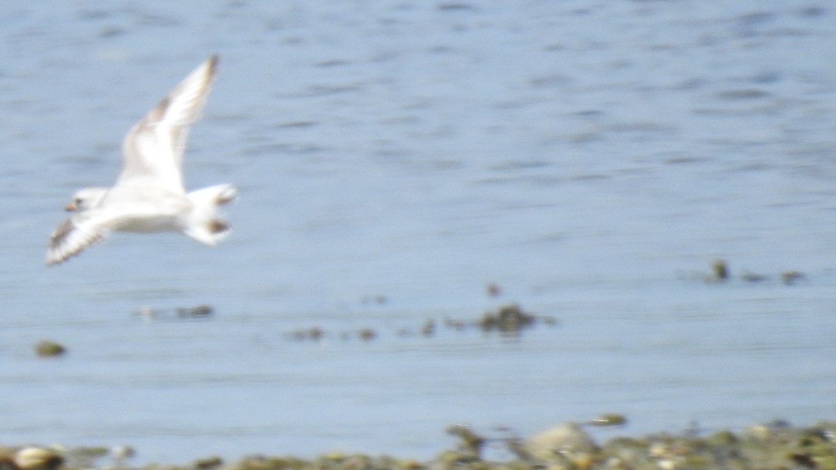Piping Plover - ML620383848