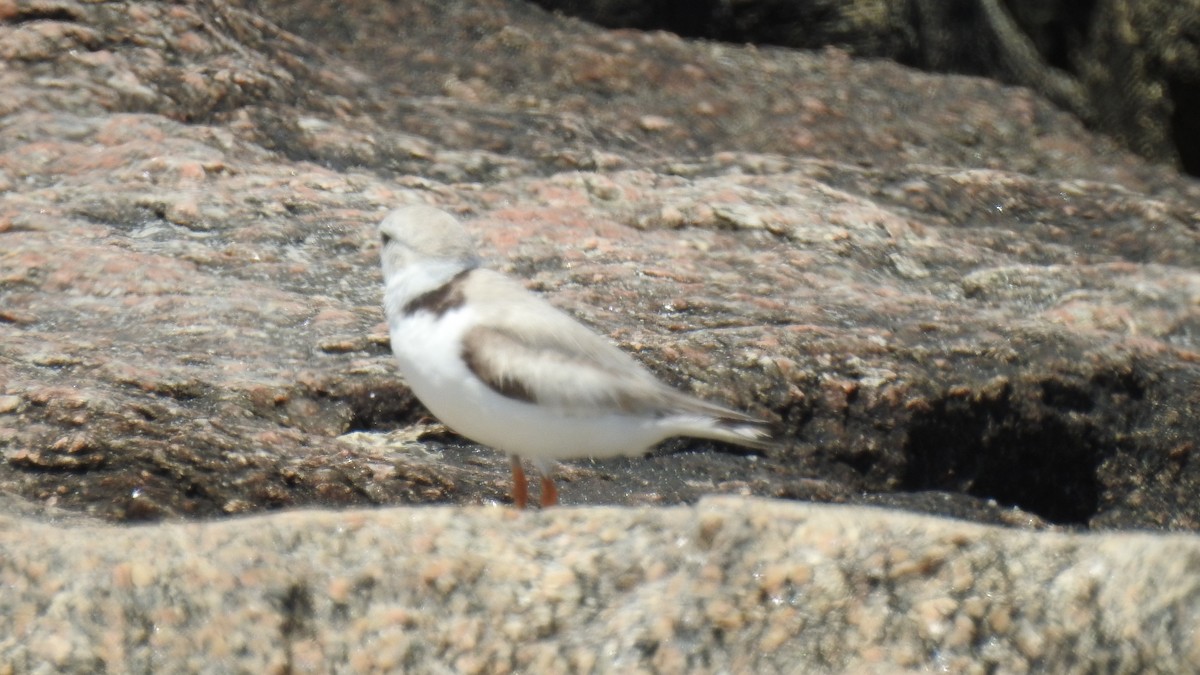 Piping Plover - ML620383850