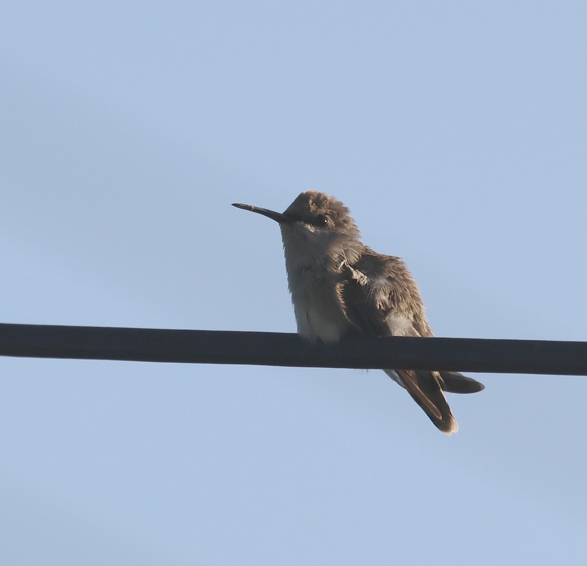 Costa's Hummingbird - ML620383852
