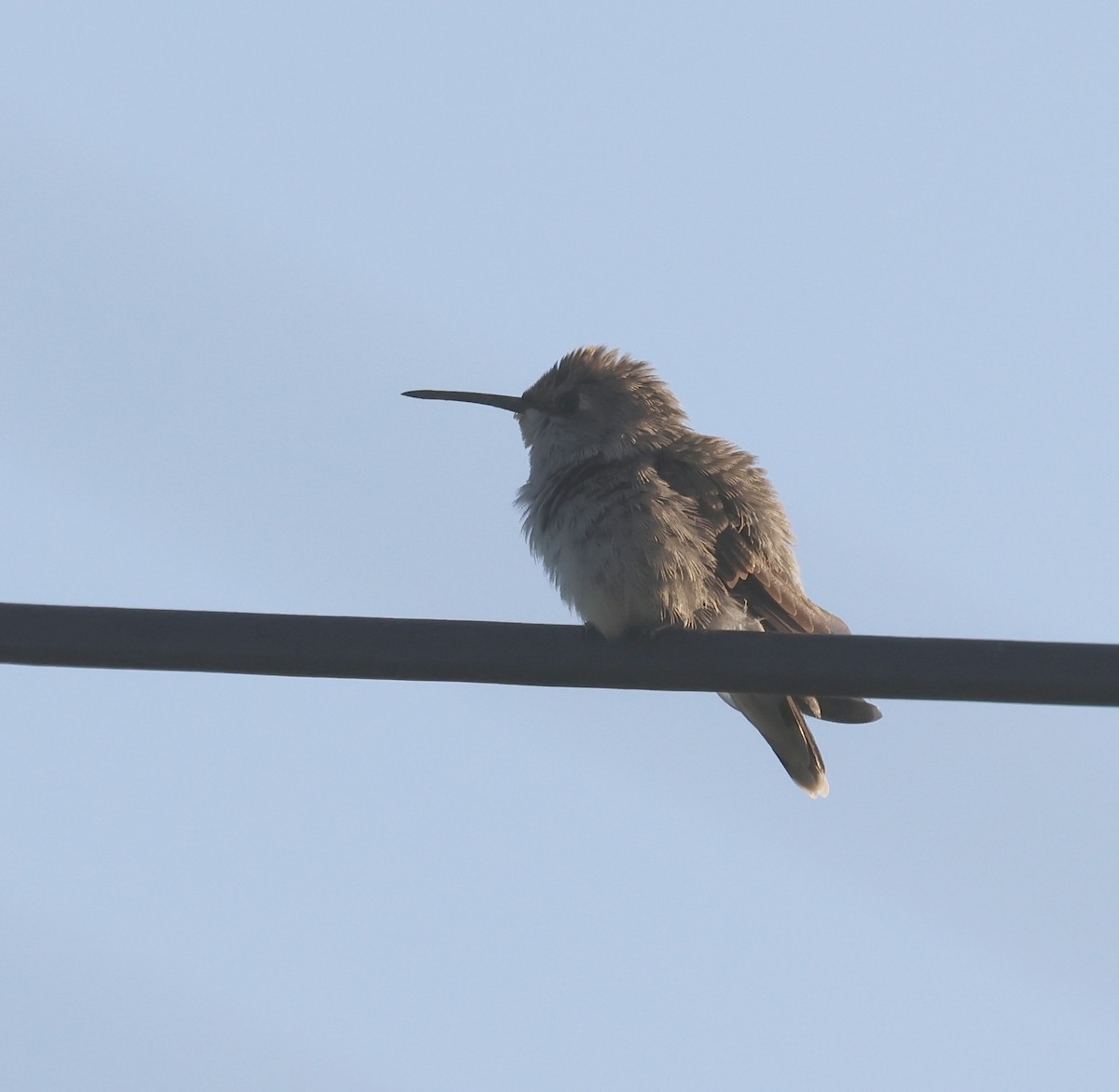 Costa's Hummingbird - ML620383856