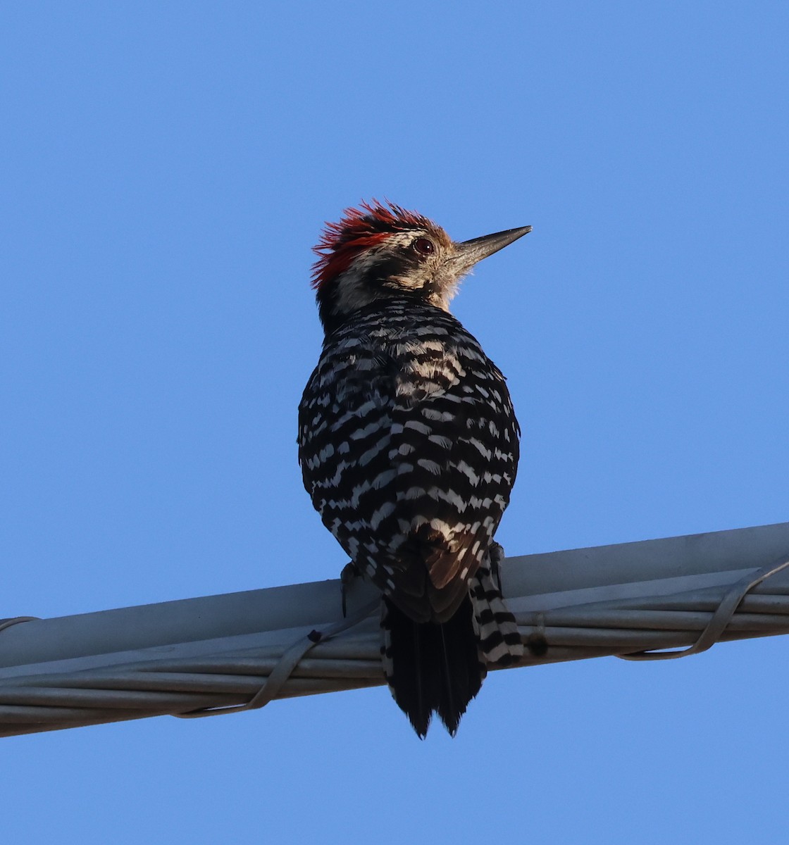 Ladder-backed Woodpecker - ML620383874