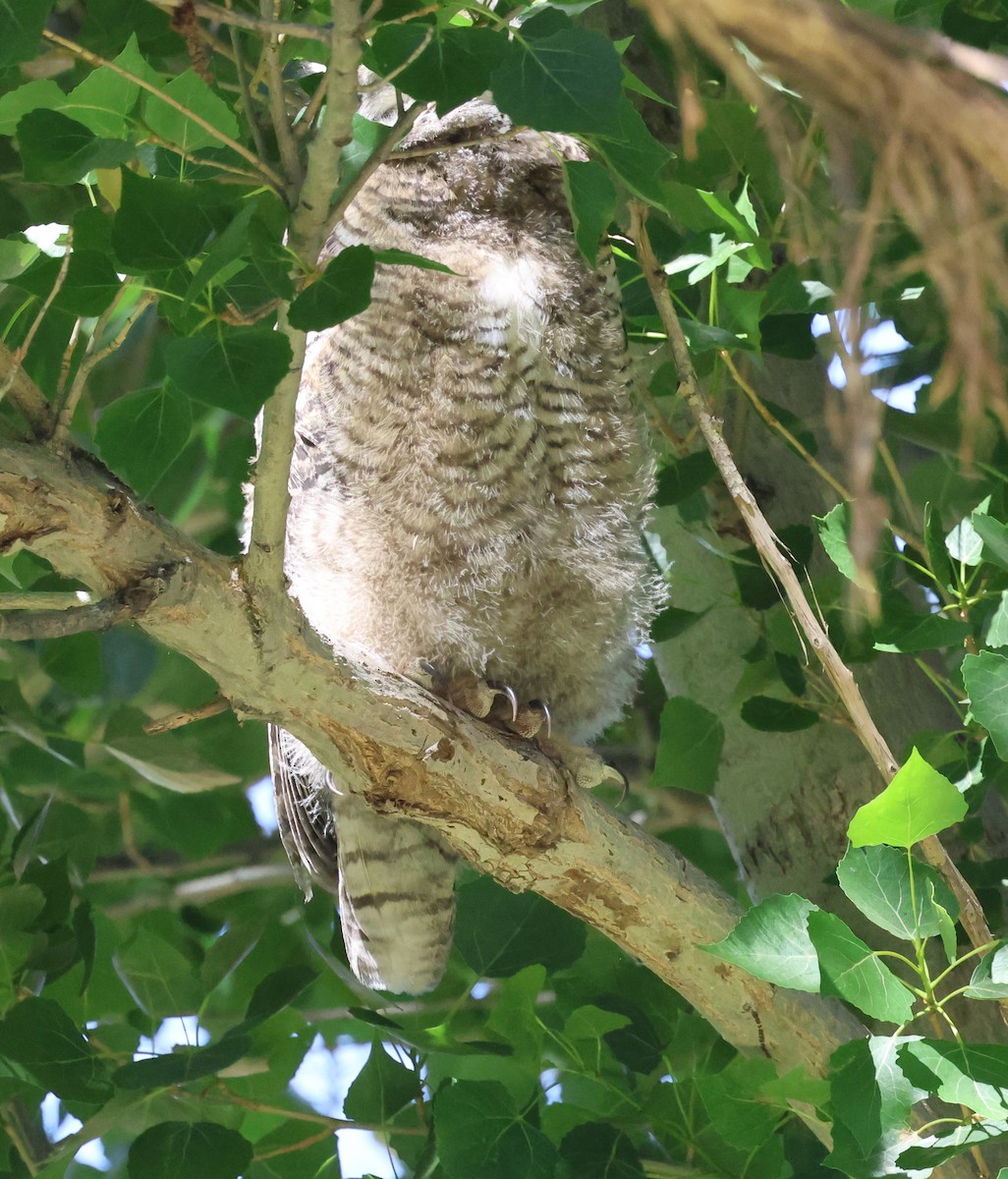 Great Horned Owl - ML620383882