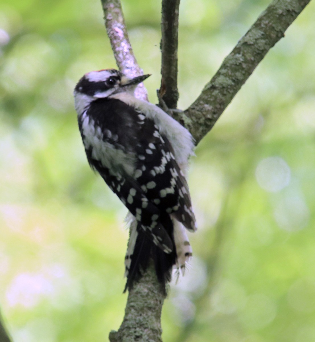 Downy Woodpecker - ML620383897